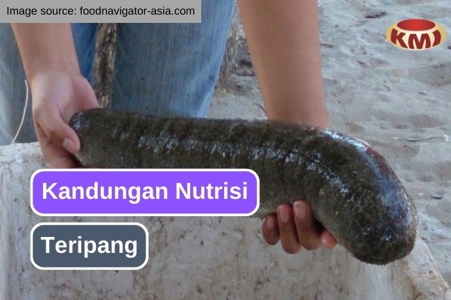 Inilah Nutrisi yang Terkandung dalam Teripang